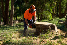 Chainsaw Being Used On Large Tree Stump