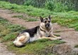 Old german shepherd dog sitting on the grass