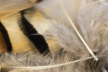 Striped Feathers In Beige And Brown Colors From Above