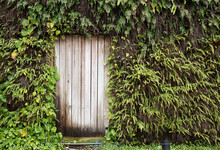 Old Wooden Door Hidden In Green Wall