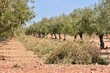 Trabajos de poda de un olivar andaluz en invierno