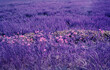 © Ilya/Stocksy - Infrared nature: violet unreal landscape spring flowers