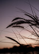 © Amanda Worrall/Stocksy - silhouette of a native grasses at dusk