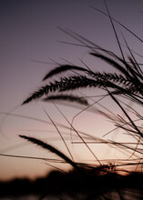 Silhouette Of A Native Grasses At Dusk