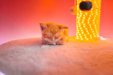 Red Cat Napping