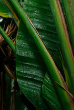 Palm Leaves In Rain