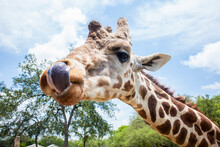 Giraffe Sticking Out Its Tongue