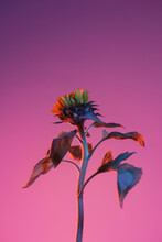 Sunflower Over Pink Background