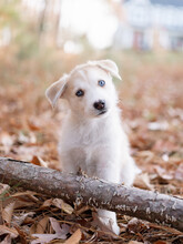 Young Husky German Shepherd Puppy In The Woods
