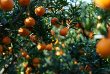 orange farm