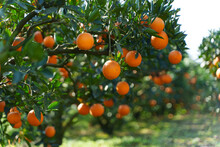Oranges Are Full Of Branches