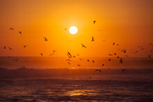 Birds Flying In The Sea With The Sun In The Background