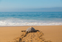 Sea Turtle On The Sand 
