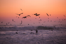 Flock Of Seagulls Fishing On The Beach