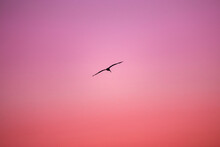 Silhouette Of A Seagull Flying In A Pink Sky