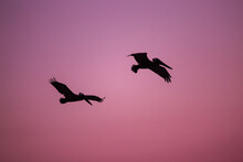 Two Pelican Flying 
