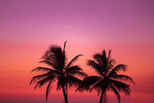 Minimal  Silhouette Of Two Palm Trees In A Pink Sunset