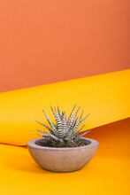 Sunny Cactus In A Flowerpot