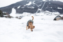 Hound Dog Hunts On The Snow