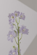 Light Purple Flowers With Angled Studio Light In Background