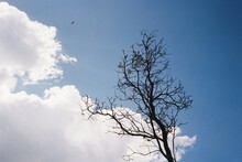 A Tree Against A Blue Sky With Clouds