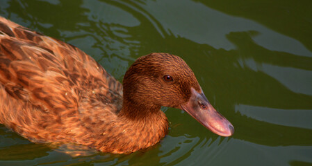 Sticker - A view of a cute brown duck in a lake on a sunny day