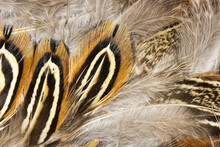 Short Pheasant Feathers From Above  