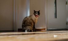 Portrait Of Cute Cat Yawning At Home