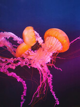 Orange And Pink Jellyfish In Dark Blue Water