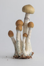 Magic Mushrooms On A White Background