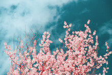 Infrared Photography Of Cherry Blossoms
