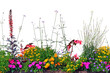 Annual Flowers Flowerbed Panorama, Isolated Horizontal Panoramic Blooming Cardinal Flower Bed Closeup, Flowering Begonias, Balsams, Gauras, Marigolds, Verbenas, Wandflowers, Large Bright Detailed