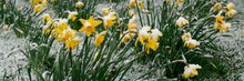 Spring Flowers Covered In Snow