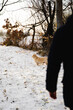 © Olga Kozicka/Stocksy - Dog Walking In Winter