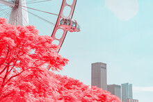 Infrared Photography Of Plants With Ferris Wheel By Sea
