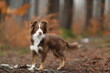 © rolfo/Stocksy - Mini Aussie