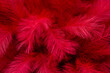 © Kristin Duvall/Stocksy - Feather background