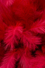 Red Feather Background