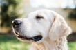 © Samantha Gehrmann/Stocksy - side view of golden retriever head