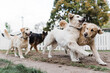 © Samantha Gehrmann/Stocksy - multiple dogs running in yard