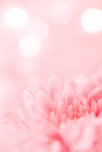 Closeup Image Of A Pink Flower On Pink Background