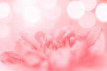 Dreamy Pink Petals On A Pink Background