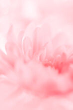 Close-up of a dreamy pink flower
