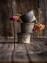 Gerbera Daisies In Stacked Clay Pots