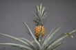 © rolfo/Stocksy - Pineapple