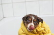 © rolfo/Stocksy - puppies bathing