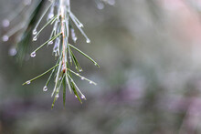 Cedar Tree Branch With Raindrops Natural Background