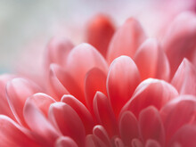 Close-up Shot Of Pink Petals