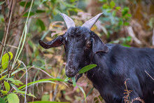 A Black Goat Eating Grass