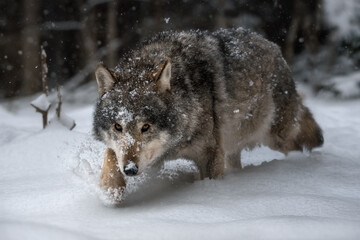 Wall Mural - Wild gray wolf in natural habitat. Seasoned wolf predator in the winter forest. Full-length portrait close-up. Wildlife.